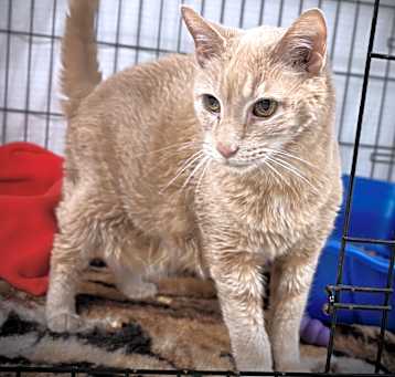 Photo of Caesar