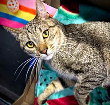 Photo of Emmett