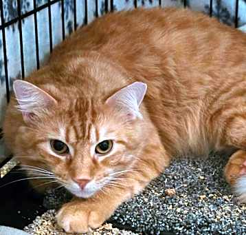 Photo of Cheeto