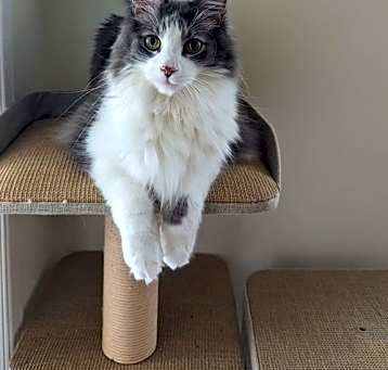 Photo of Louie