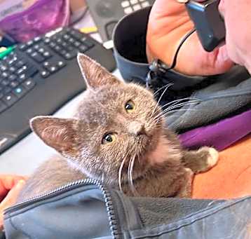 Photo of Pancake
