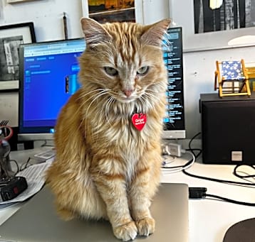Photo of ginger