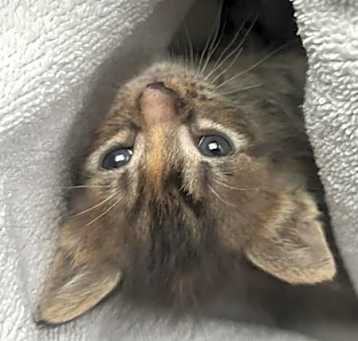 Photo of *BEANS