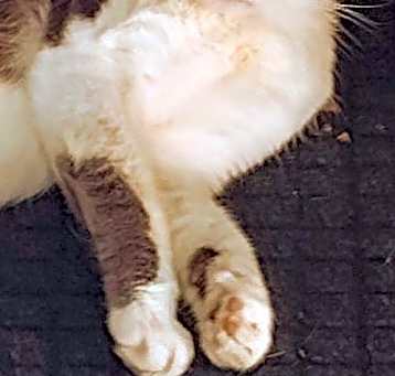 Photo of GREY