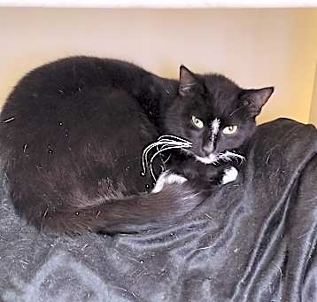 Photo of Oreo