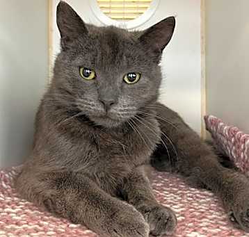 Photo of Billy (Special Paws - FeLV +)