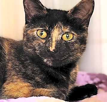 Photo of Patches