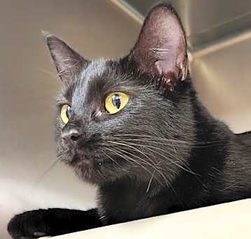 Photo of Luna