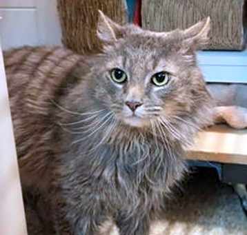 Photo of Mercury:  DLH (FCID# 03/10/25-20 Glen Mills PS) KC