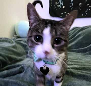 Photo of Stella