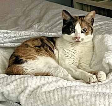 Photo of Solita (FCID# 03/25/2025 - 7