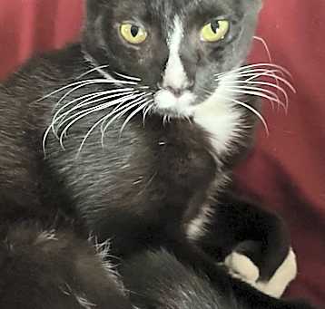 Photo of Carlton