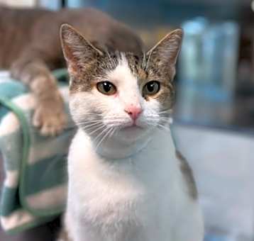 Photo of Tart