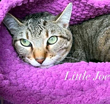 Photo of Little Joe