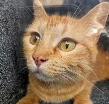 Photo of Clementine