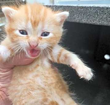 Photo of Kitten 4