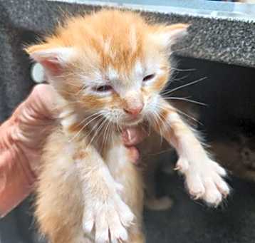 Photo of Kitten 3