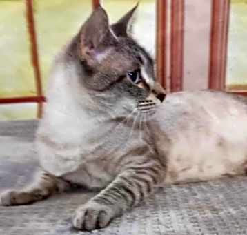 Photo of Willow beautiful Siamese