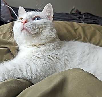 Photo of Archer