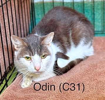 Photo of Odin (C31)