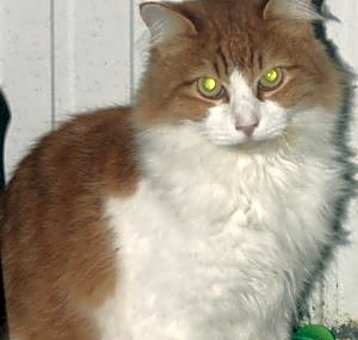 Photo of Leo