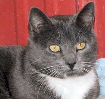 Photo of Cornelius