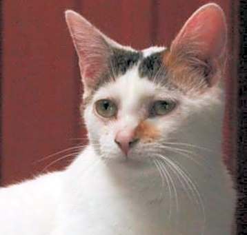 Photo of Indie