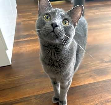 Photo of Kitty