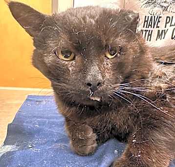 Photo of Oscar- 040915T