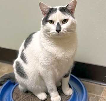 Photo of Gray - Adoption Fee Paid!