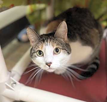 Photo of Sweet Pea - Adoption Fee Paid!