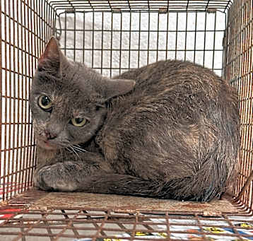 Photo of Honeydew - Working Cat