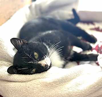 Photo of Gatsby