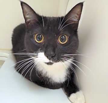 Photo of Midnight