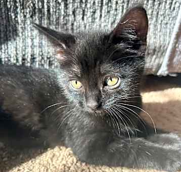 Photo of Atom Eve (Eve)