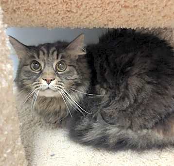 Photo of Tootsie