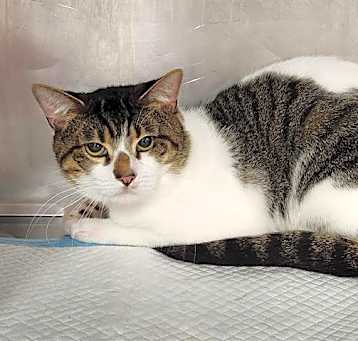 Photo of SIMON