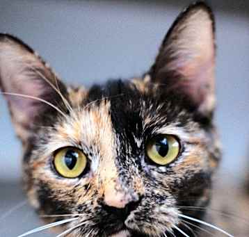 Photo of Brownie