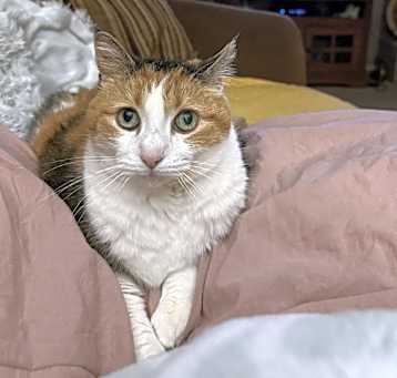 Photo of Josie
