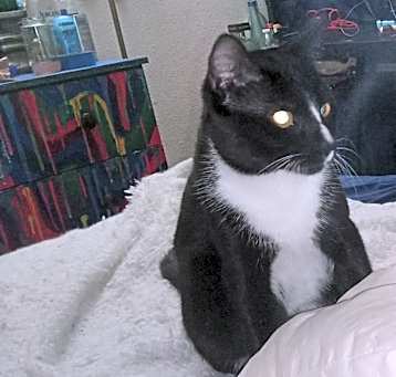 Photo of Rollie