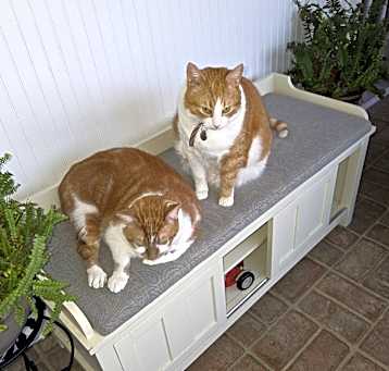 Photo of Charlie and Cheesie