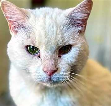 Photo of COLBEY