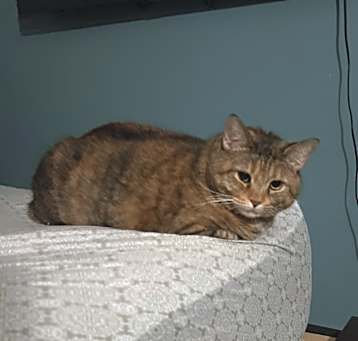 Photo of Bella