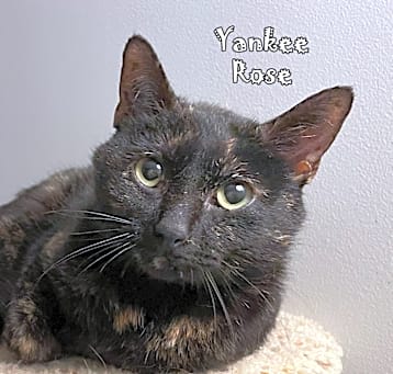 Photo of Yankee Rose @PAWZ pet cafe
