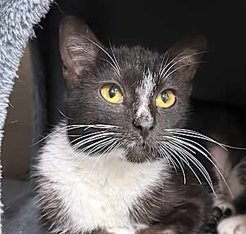 Photo of Cookie