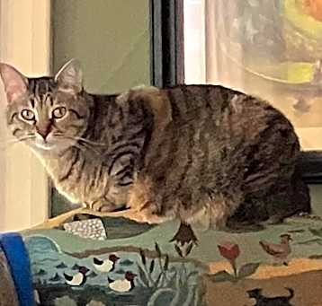 Photo of Pippa