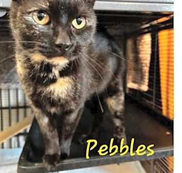 Photo of Pebbles