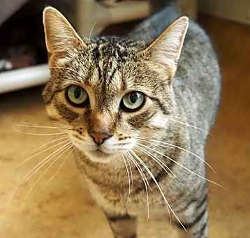 Photo of Shilo
