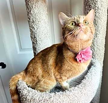 Photo of Buttercup