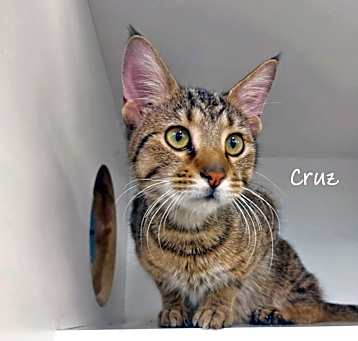 Photo of Cruz